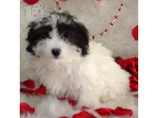 PoulaTo: Coton de Tulear puppies Κόκερ Σπάνιελ